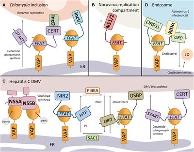 VAP Proteins – From Organelle Tethers to Pathogenic Host Interactors and Their Role in Neuronal Disease